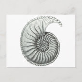 Carte Postale Ammonite (Devant)