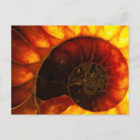 Ammonite avec éclairage arrière - plan, Cleonicera