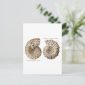 Carte Postale Ammonites (Debout devant)