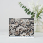 Carte Postale ammonites fossiles multiples du Lower Lias (Debout devant)