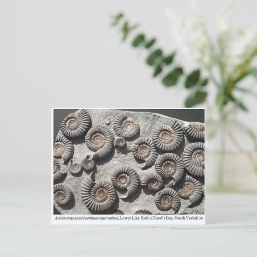 Carte Postale ammonites fossiles multiples du Lower Lias (Debout devant)