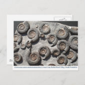 Carte Postale ammonites fossiles multiples du Lower Lias (Devant / Derrière)