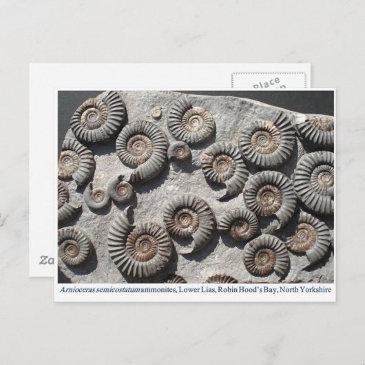 Carte Postale ammonites fossiles multiples du Lower Lias (Devant / Derrière)
