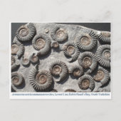 Carte Postale ammonites fossiles multiples du Lower Lias (Devant)