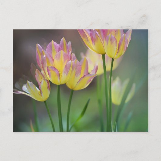 Carte Postale Amour (Devant)