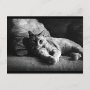 Carte Postale Amour