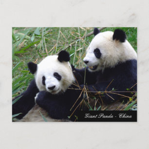 Carte Postale Amour & Bambou - Grands pandas géants / Chine