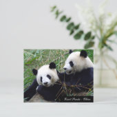 Carte Postale Amour & Bambou - Grands pandas géants / Chine (Debout devant)