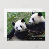 Carte Postale Amour & Bambou - Grands pandas géants / Chine (Devant / Derrière)