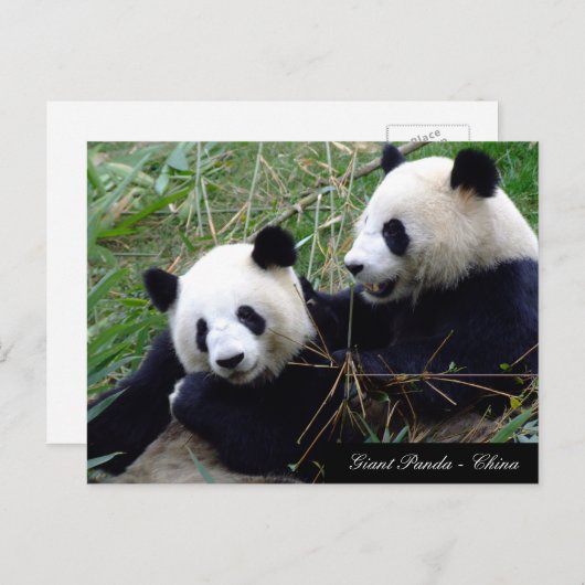 Carte Postale Amour & Bambou - Grands pandas géants / Chine (Devant / Derrière)