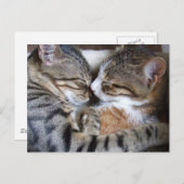 Carte postale Amour Chat (Devant / Derrière)
