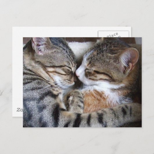 Carte postale Amour Chat (Devant / Derrière)