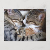 Carte postale Amour Chat (Devant)
