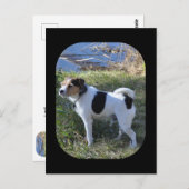 Carte Postale Amour de chien par Janz Jack Russell (Devant / Derrière)