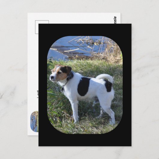 Carte Postale Amour de chien par Janz Jack Russell (Devant / Derrière)