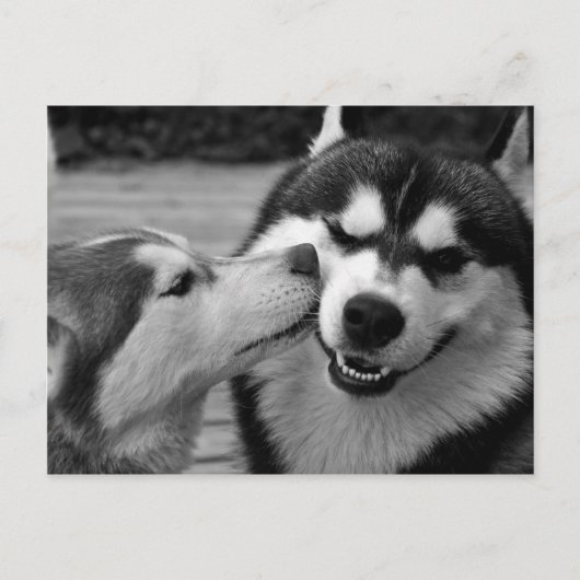 Carte Postale Amour de Husky sibérien (Devant)