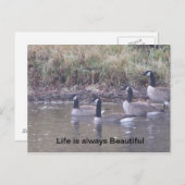 Carte Postale Amour de la nature (Devant / Derrière)