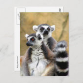 Carte Postale amour de lemur (Devant / Derrière)