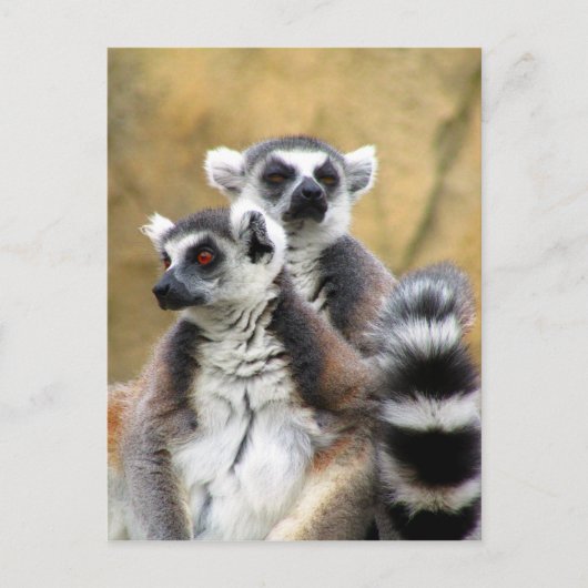 Carte Postale amour de lemur (Devant)