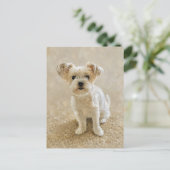 Carte Postale Amour de Morkie (Debout devant)