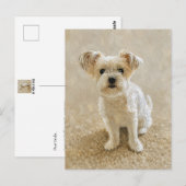 Carte Postale Amour de Morkie (Devant / Derrière)