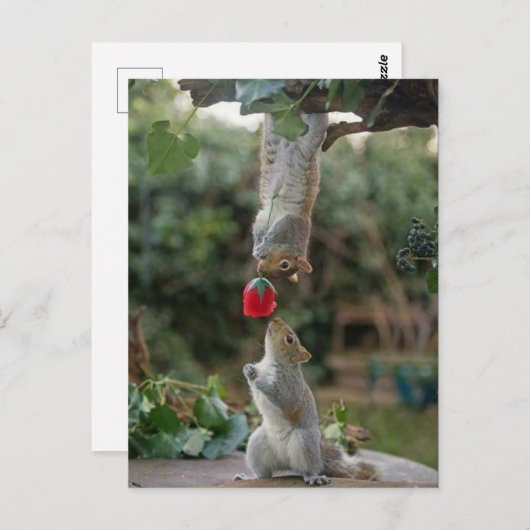 Carte Postale Amour d'écureuil (Devant / Derrière)