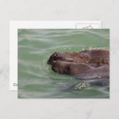 Carte Postale Amour doux (Devant / Derrière)