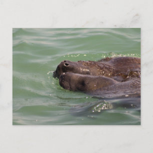 Carte Postale Amour doux