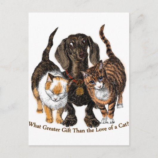 Carte Postale amour d'un chat (Devant)