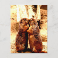 Amour et baisers du chien de prairie