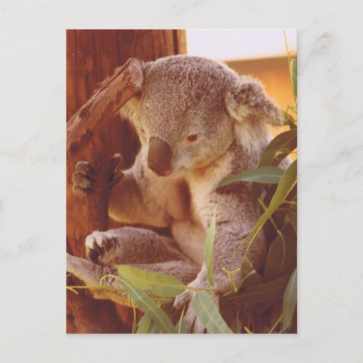 Carte Postale Amour Koala (Devant)