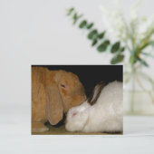 Carte Postale amour lapin (Debout devant)