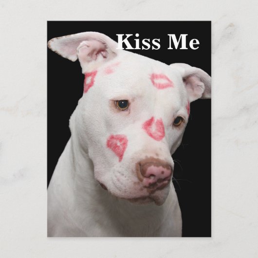 Carte Postale Amour Pitbull modifiable (Devant)