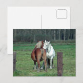 Carte Postale Amour, romance : 2 chevaux lourds belges photo (Devant / Derrière)
