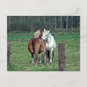 Carte Postale Amour, romance : 2 chevaux lourds belges photo