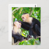 Carte Postale Amour singe (Devant / Derrière)