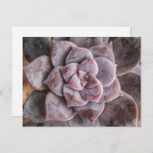 Carte postale Amour Succulent (Devant / Derrière)