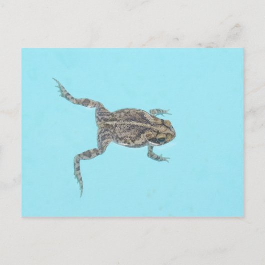 Carte postale amphibie 02 (Devant)