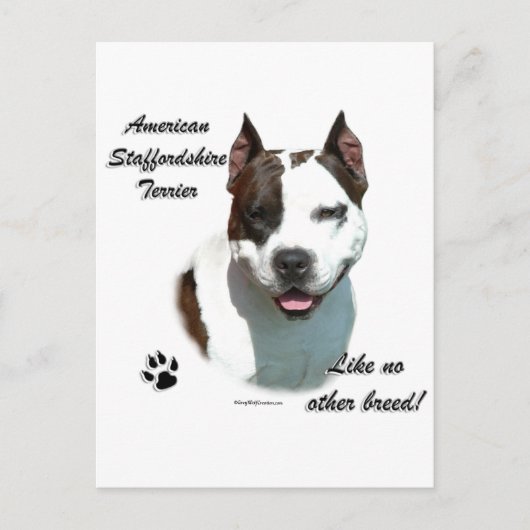 Carte Postale AmStaff Comme Aucune Autre race (Devant)