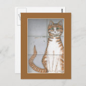 Carte postale Amsterdam Cat (Devant / Derrière)