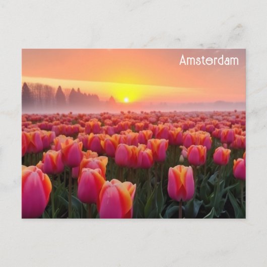 Carte Postale Amsterdam Pays-Bas Dutch Tulips Voyage Photo (Devant)
