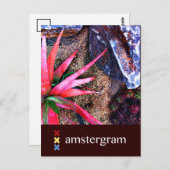 Carte Postale Amstergram du désert (Devant / Derrière)