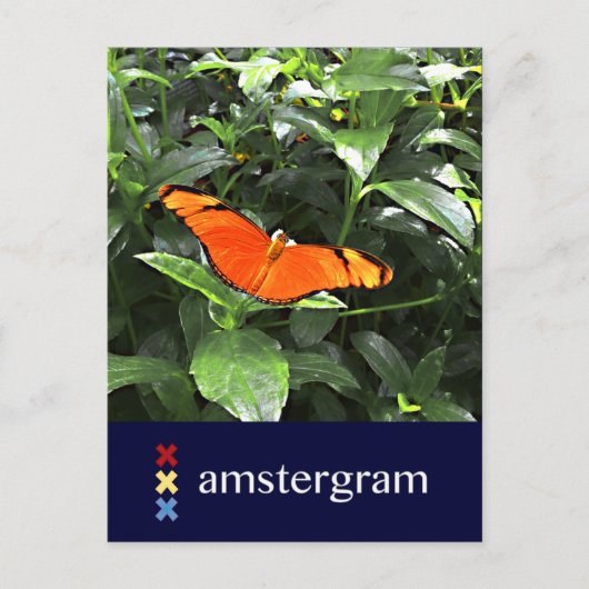 Carte Postale Amstergramme papillon (Devant)