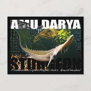 Carte postale Amu Darya Sturgeon