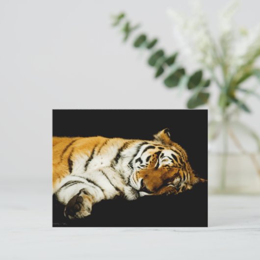 Carte postale Amur couché (Debout devant)