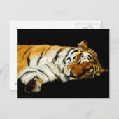 Carte postale Amur couché (Devant / Derrière)