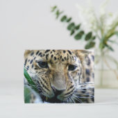 Carte postale Amur Leopard (Debout devant)