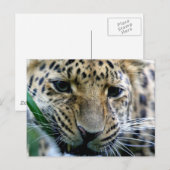 Carte postale Amur Leopard (Devant / Derrière)