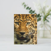 Carte Postale Amur Leopard (Debout devant)
