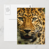 Carte Postale Amur Leopard (Devant / Derrière)